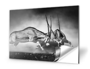 Alu Dibond Fineart matt laminiert