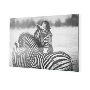 Zebras in Wildnis, auf Alu-Dibond gedruckt